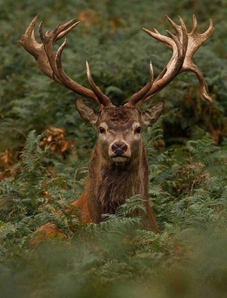 Barasingha deer grazing