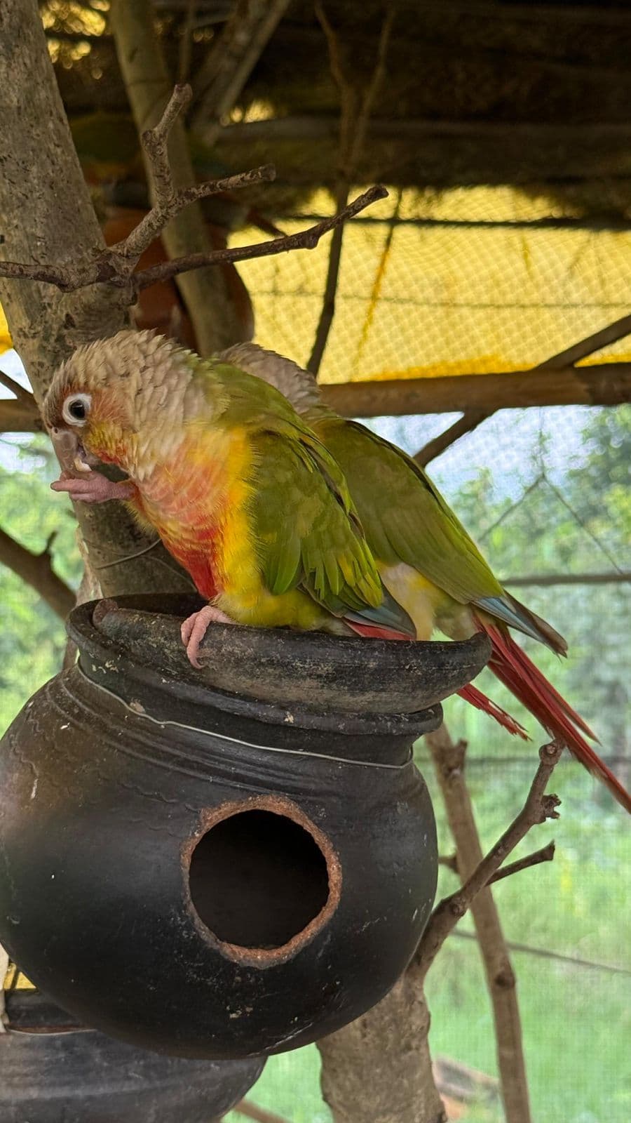 Bird & Nature Aviary