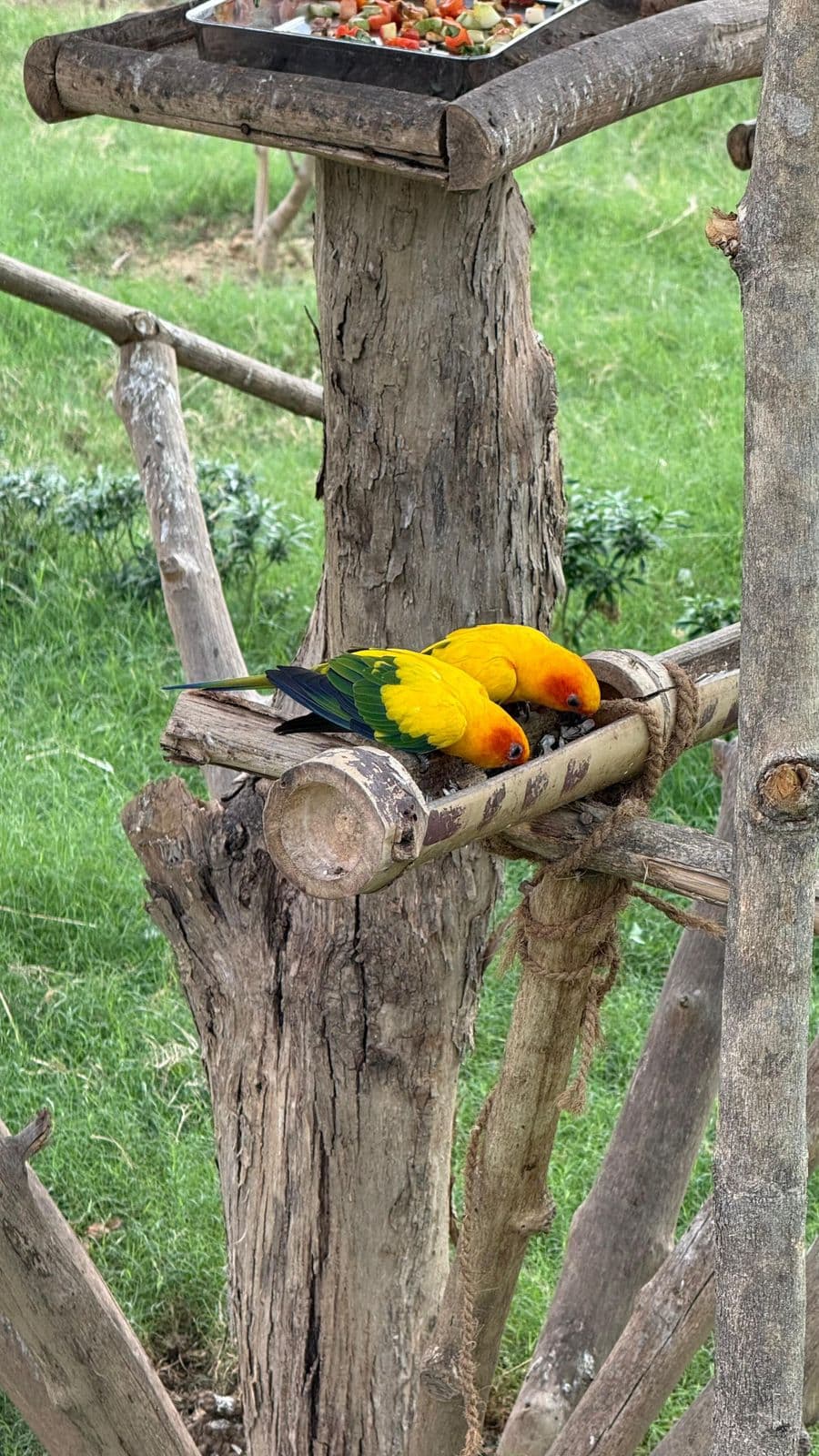 Beautiful peacock at Hideaway Resort Aviary
