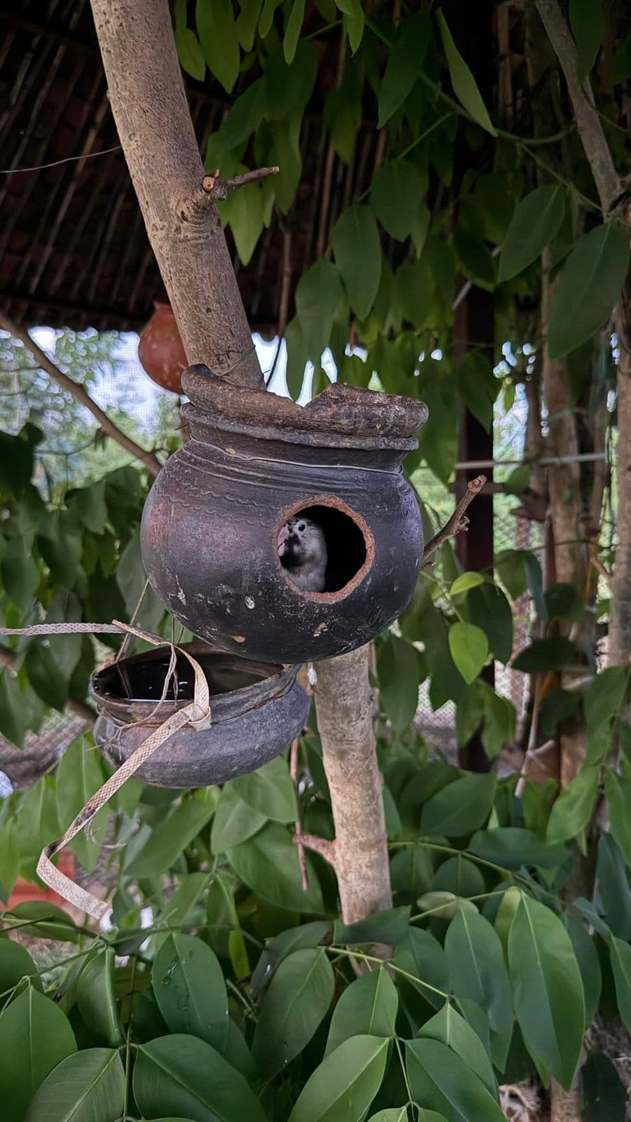 Birdlife in the Kanha ecosystem