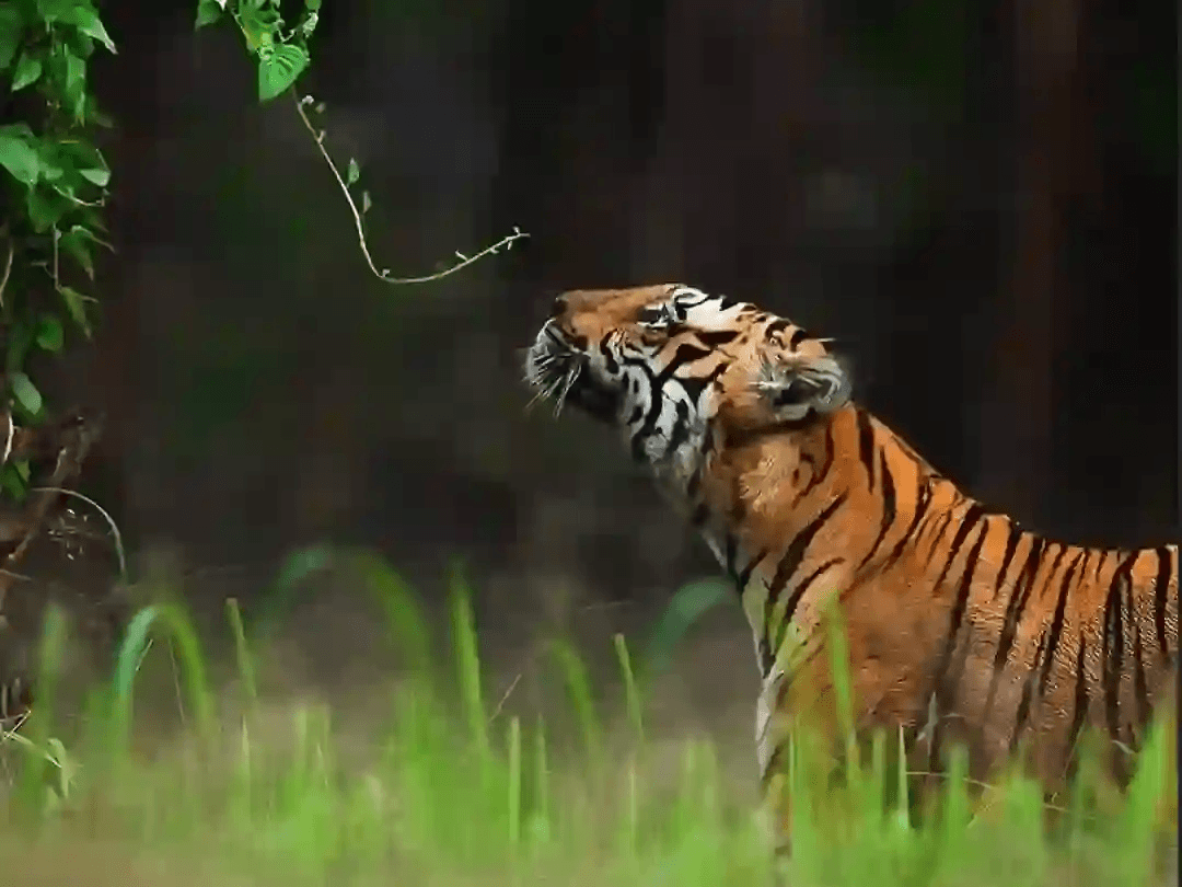 Kanha safari zone at Kanha