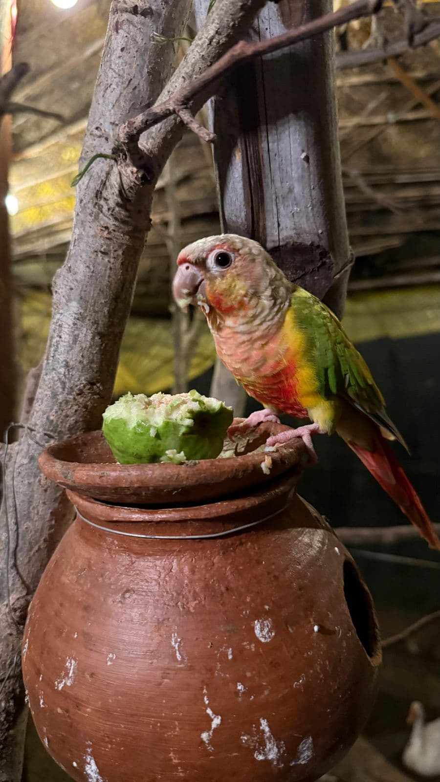 Birds of the Mukki Zone: A Photographer's Paradise